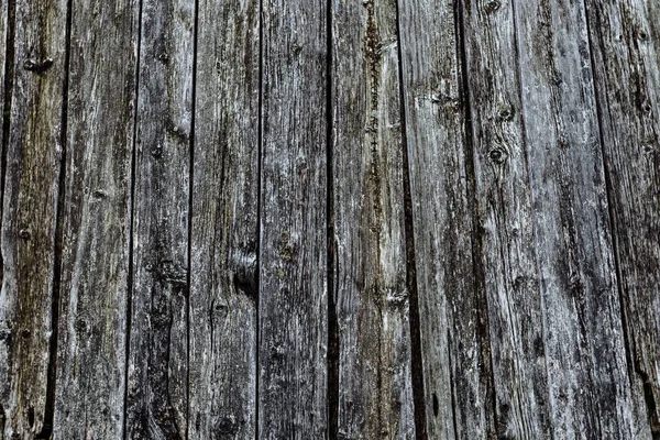 Textura de viejo árbol gris — Foto de Stock