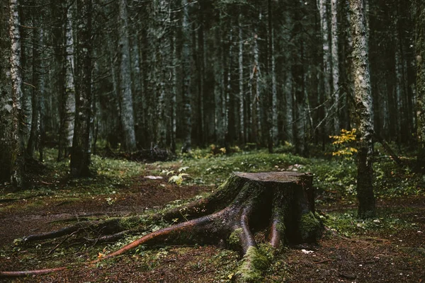 Viejo tronco de árbol en el bosque de otoño. concepto de soledad — Foto de Stock