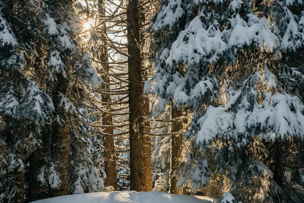 Bosque de abeto de invierno con luz solar mágica —  Fotos de Stock