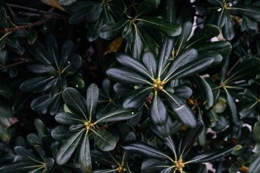 Doğal yeşil bitki doku, koyu tonlu