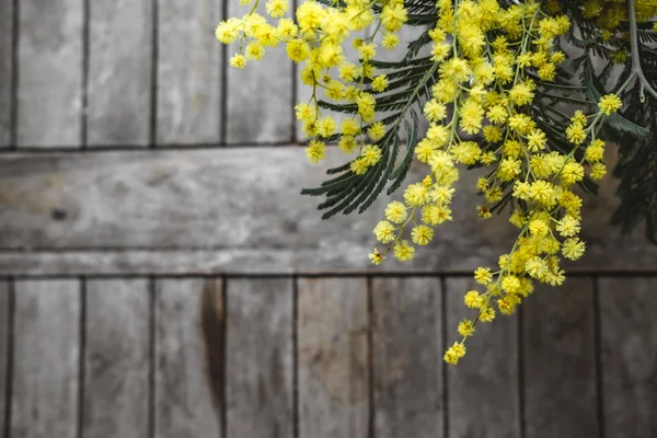 Spring background. Top view on a wooden table with mimosa. — Stock Photo, Image