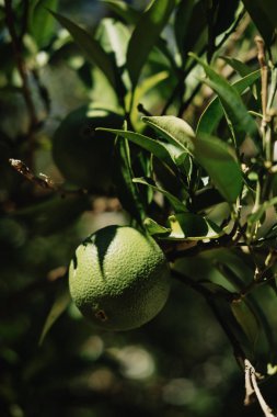 Yeşil portakal Bahçe ağaçlarda