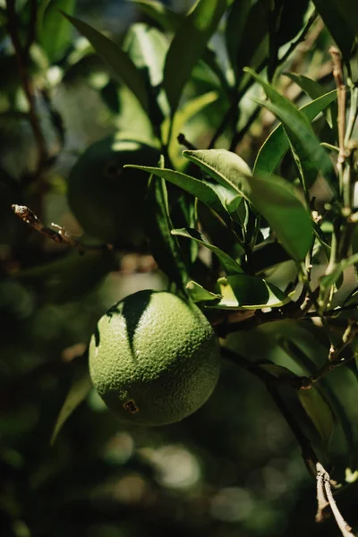 Yeşil portakal Bahçe ağaçlarda