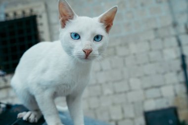 Sokakta mavi gözlü beyaz kedi