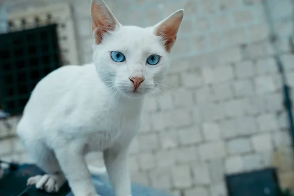 Fehér macska az utcán kék szemmel — Stock Fotó