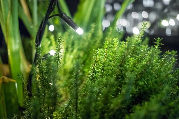 Sihirli yeşil bitki arka plan el feneri ile — Stok fotoğraf