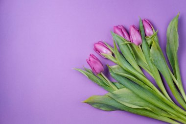 Menekşe Lale pembe bir arka plan üzerinde. Bahar kavramı. Üstten Görünüm, fl