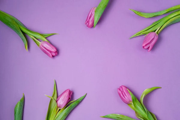 Tulipes violettes sur fond rose. Concept de printemps. Vue de dessus, fl — Photo
