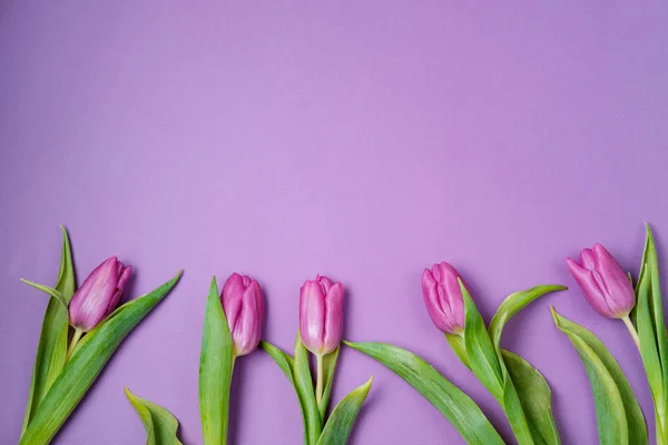 Tulipas violetas em um fundo rosa. Conceito de primavera. Vista superior, fl — Fotografia de Stock