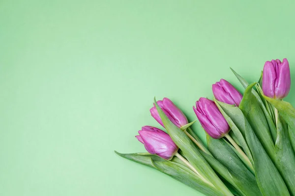 Tulipas roxas em um fundo verde. Conceito de primavera. Vista superior, f — Fotografia de Stock