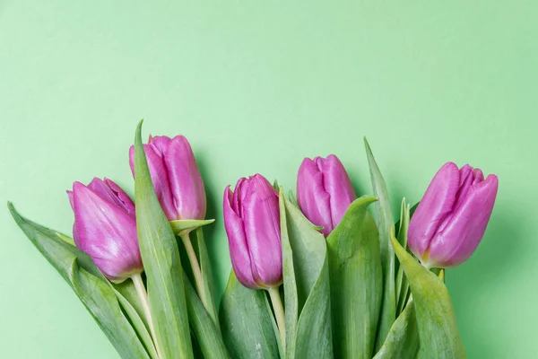 Tulipas roxas em um fundo verde. Conceito de primavera. Vista superior, f — Fotografia de Stock