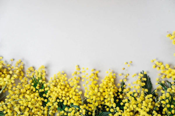 Bukett av mimosa blommor på vit bakgrund. Internationella Wom — Stockfoto