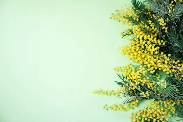 Bouquet of mimosa flowers on green background. International Wom