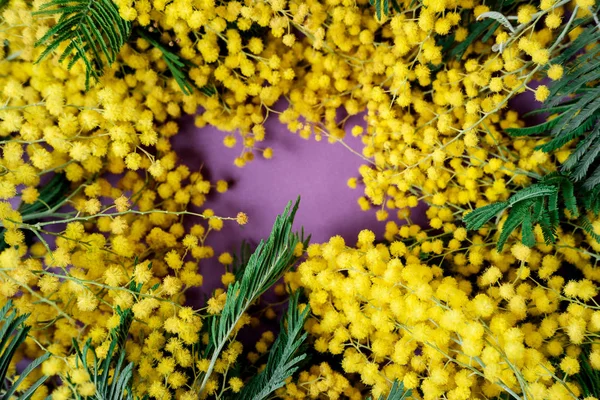 Bouquet of mimosa flowers on violet background. International Wo — Stock Photo, Image