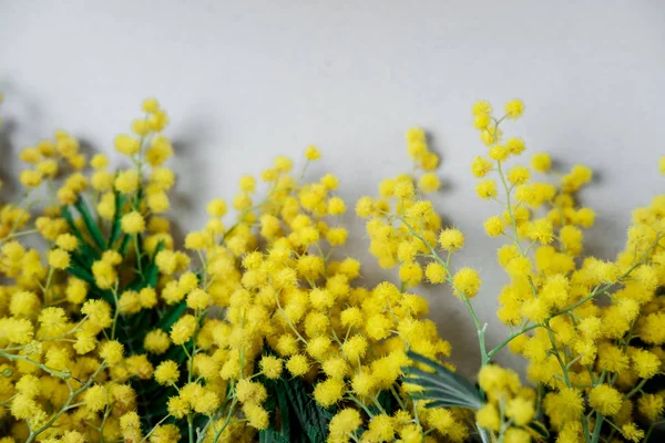 Bouquet of mimosa flowers on white background. International Wom — Stock Photo, Image