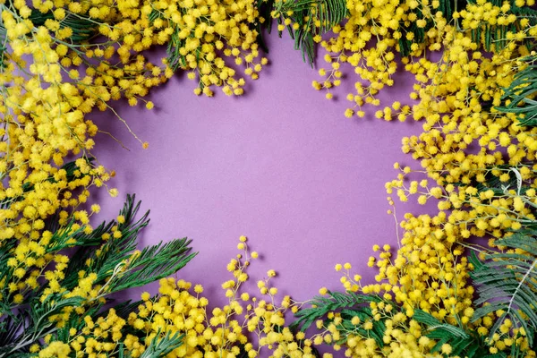 Boeket van mimosa bloemen op violette achtergrond. Internationale Wo — Stockfoto