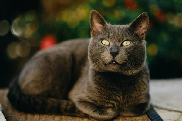 Stor Vacker Grå Katt Med Gröna Ögon Bakgrund Grön Buske — Stockfoto