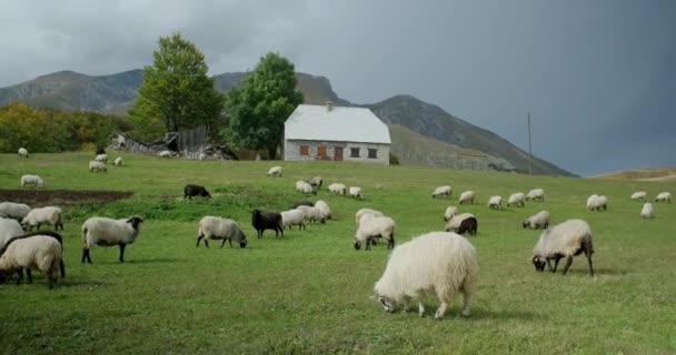 Flock Får Grön Äng Äter Gräs Bergen Landskap Montenegro — Stockvideo