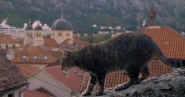Gri sokak kedisi Karadağ 'ın Kotor kentinin arka planına karşı çitten aşağı iniyor