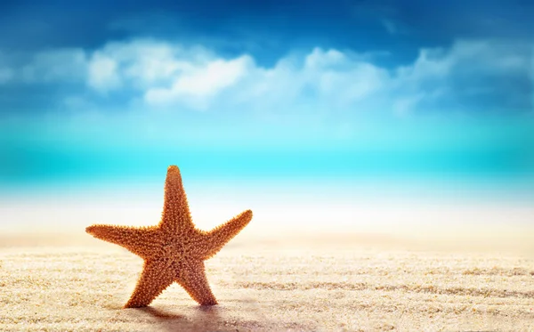 Estrella de mar en la playa de arena — Foto de Stock