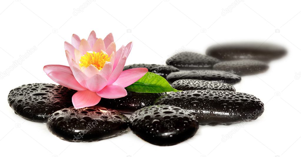 Water drops on black spa stones with Lily flower