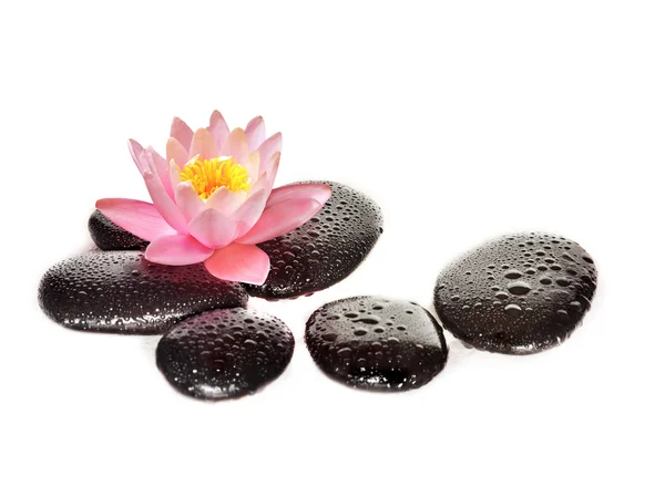 Water drops on black spa stones with Lily flower — Stock Photo, Image