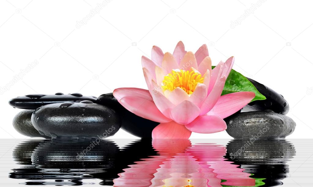 Water drops on black spa stones with Lily flower