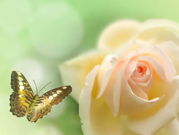 ピンクのバラと緑の背景に蝶 — ストック写真
