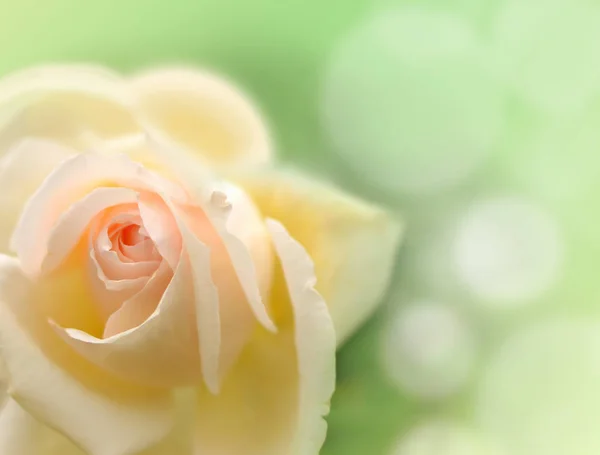 Pink roses on a green background — Stock Photo, Image