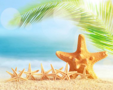 Kumlu sahilde denizyıldızı