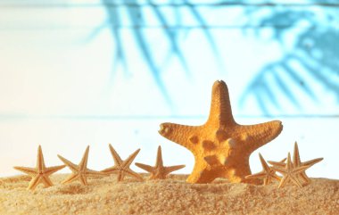Kumlu sahilde denizyıldızı