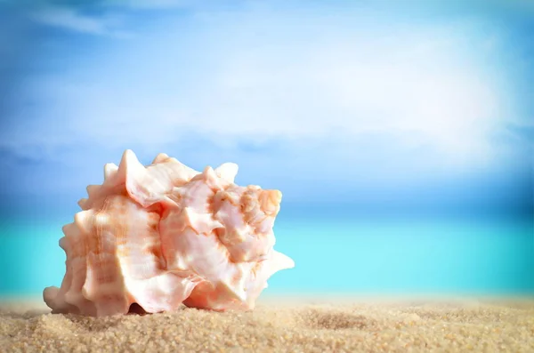 Concha marina en la playa de arena — Foto de Stock