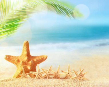 Kumlu sahilde denizyıldızı