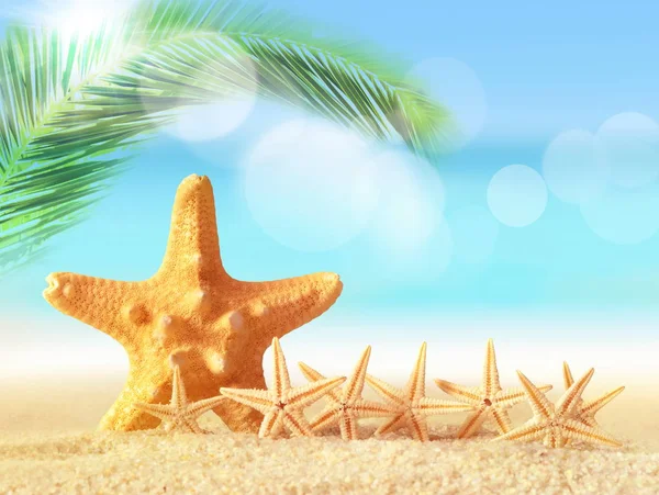 Estrella de mar en la playa de arena — Foto de Stock