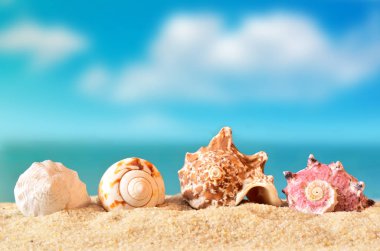 Kumsalda deniz kabuğu