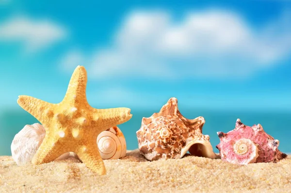 Mušle a hvězdice na písečné pláži Royalty Free Stock Fotografie