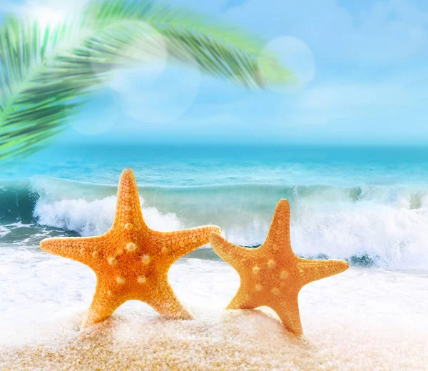 Starfish na praia arenosa — Fotografia de Stock