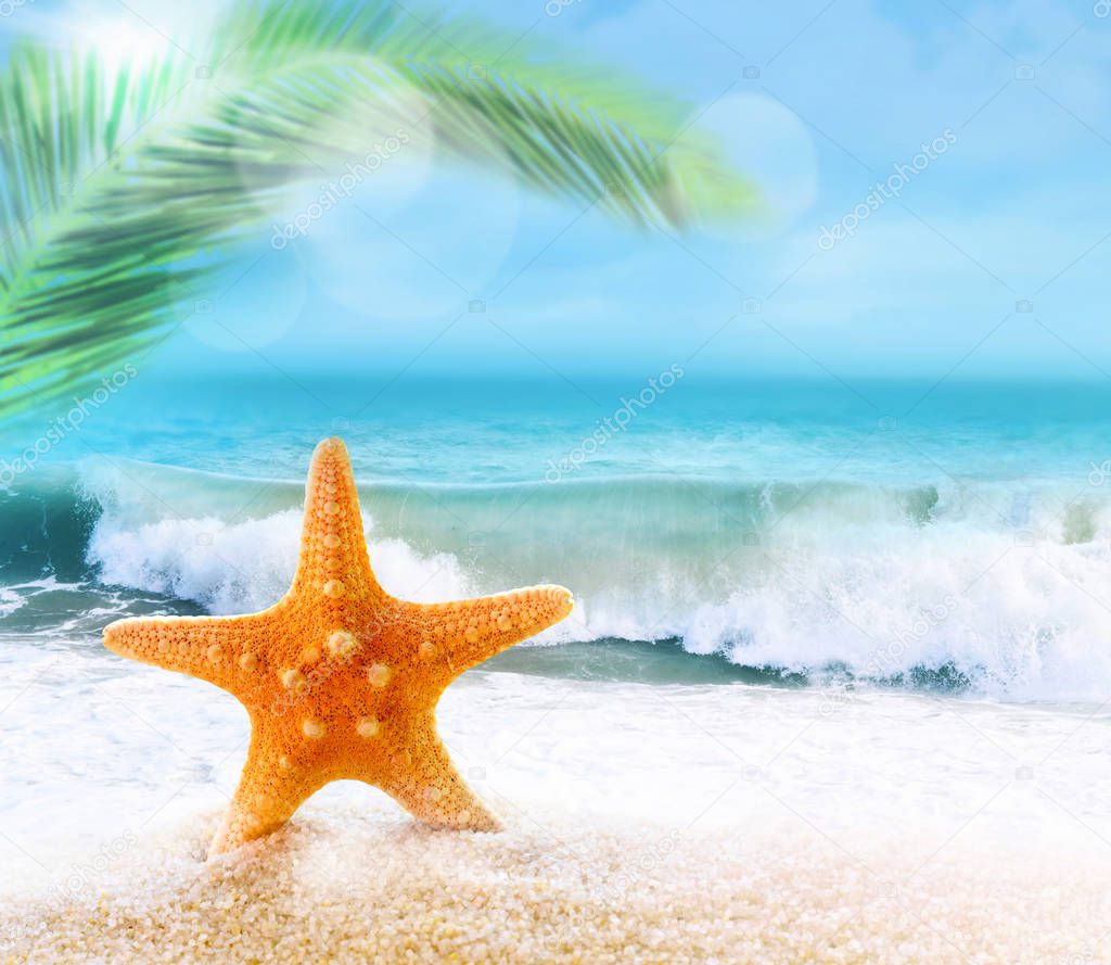 Starfish on sandy beach