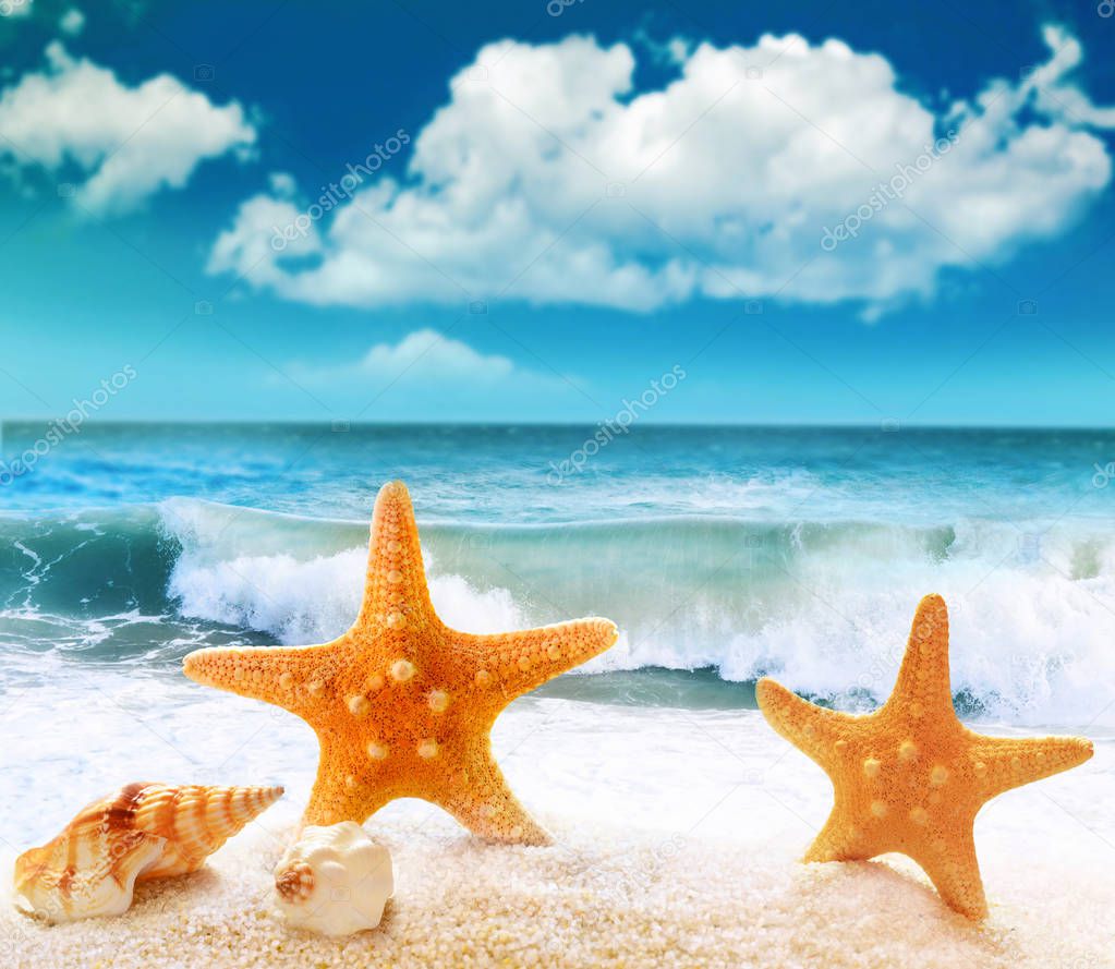 Seashell and starfish on the sandy beach
