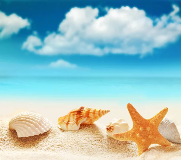 Ракушка и морская звезда на песчаном пляже — стоковое фото