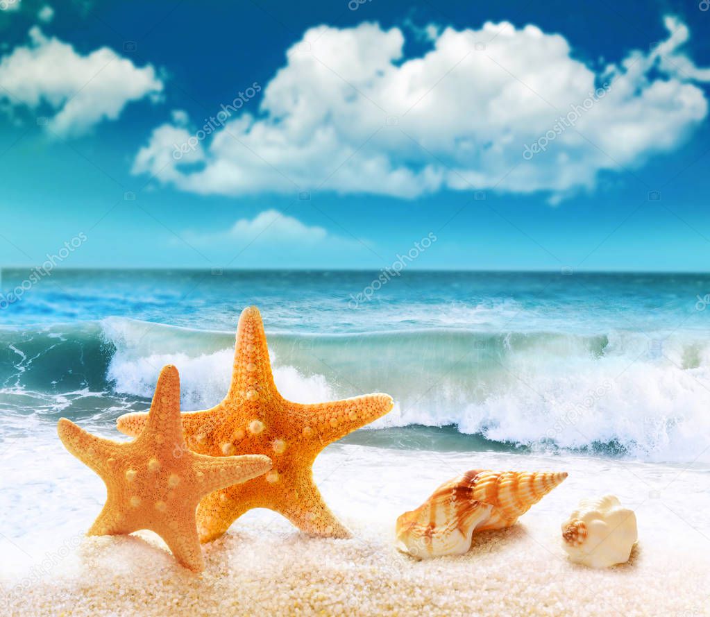 Seashell and starfish on the sandy beach