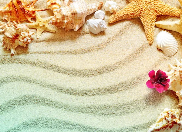 Sea shell op zand, zomer concept — Stockfoto
