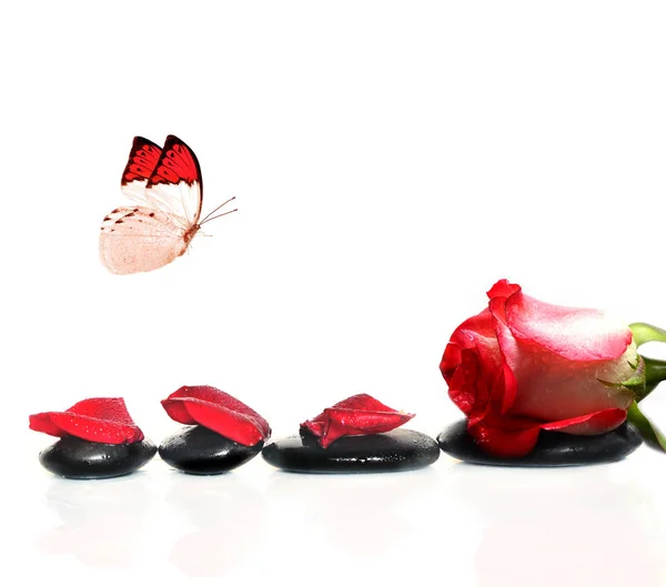 Spa stones with rose flower and butterfly on a white background. — Stock Photo, Image