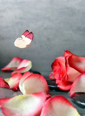 Spa taşlar ve gül yaprakları ve gri arka plan üzerinde Kelebek