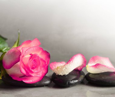Spa taşlar ve gri arka plan üzerine gül yaprakları