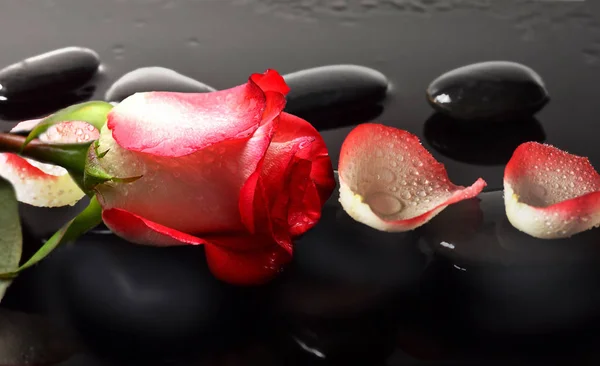 Spa stones and rose petals over black background — Stock Photo, Image