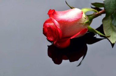 gri arka plan üzerinde pembe Gül çiçek