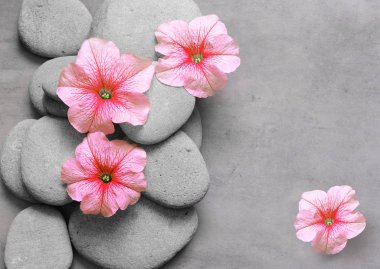 gri zemin üzerine çiçek ve taş zen spa