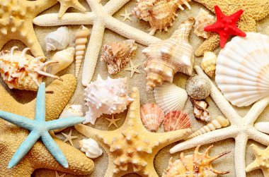 Arka plan olarak deniz kabukları. Deniz kabuklarını.