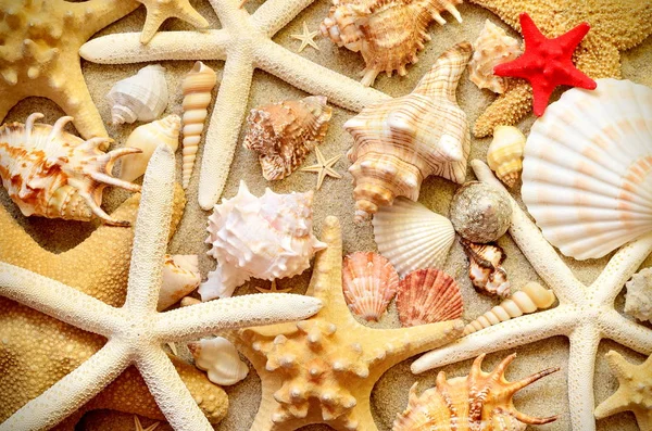 Conchas do mar como fundo. Conchas do mar . — Fotografia de Stock